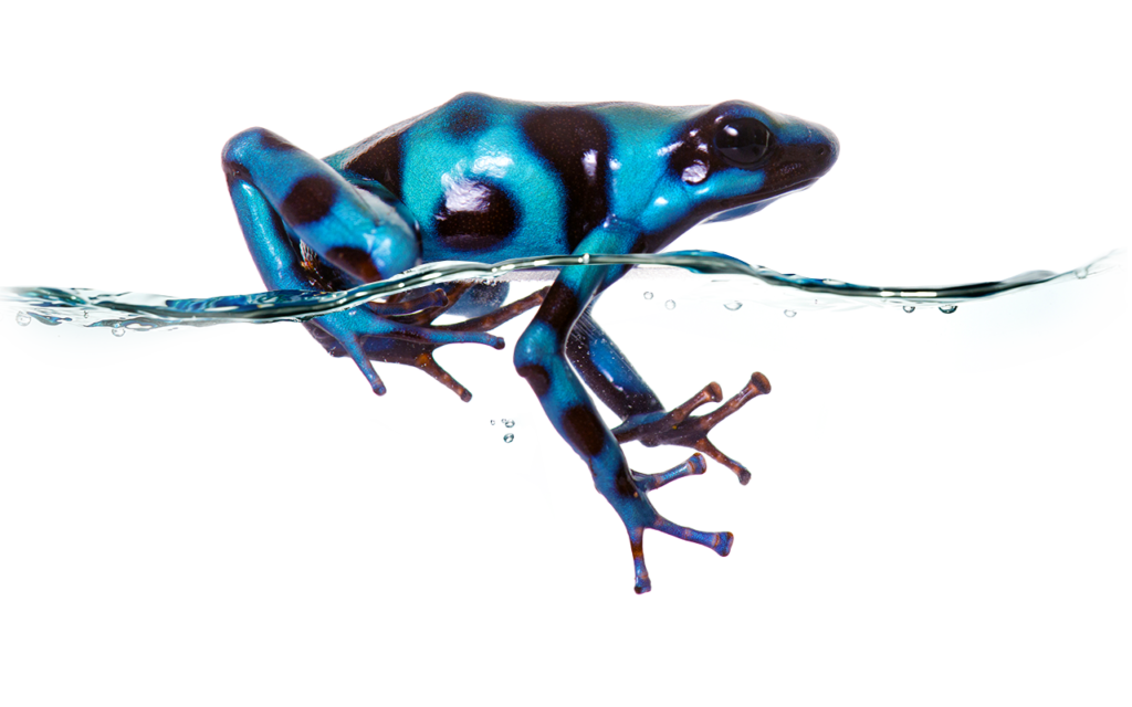 random 1280x800 froggie1