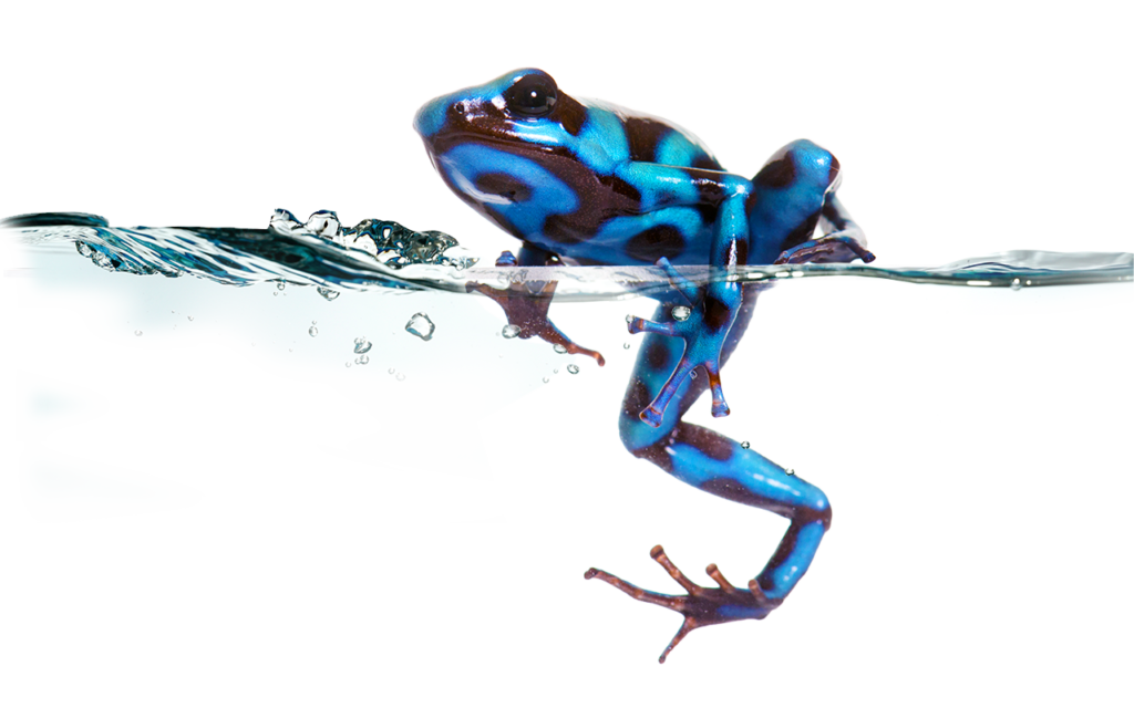 random 1280x800 froggie2